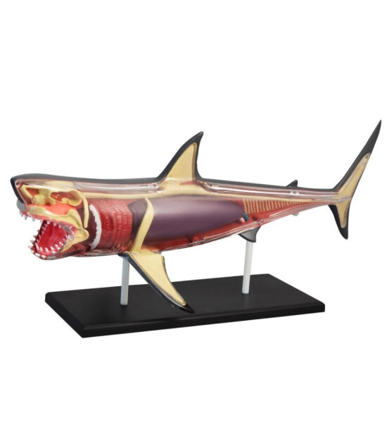 4D Master 4D Anatomi Puzzle // Büyük Beyaz Köpek Balığı