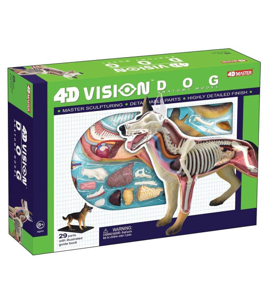 4D Master 4D Anatomi Puzzle // Köpek