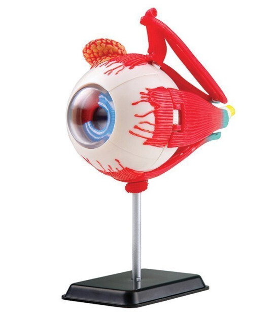 4D Master 4D Anatomi Puzzle // Göz Modeli