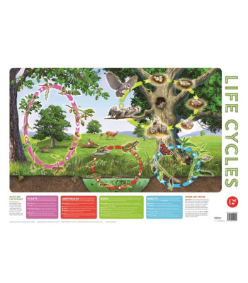 Autumn Publishing Wallchart Pack of 2 9+