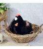 Doudou Peluş Siyah Tavuk
