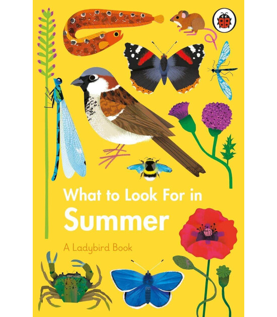 Ladybird What to Look For in Summer