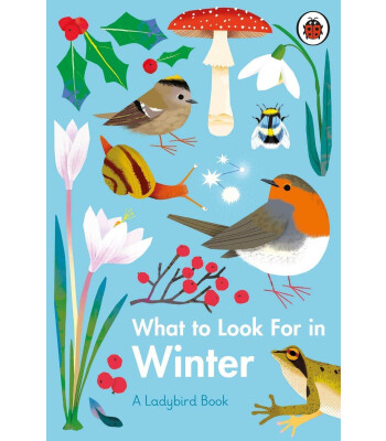 Ladybird What to Look For in Winter