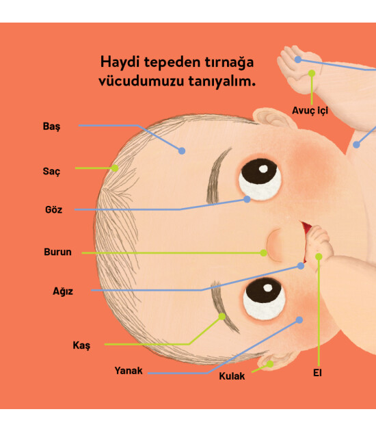 Megakids Yayıncılık Baby Britannica: Vücudumuz