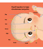Megakids Yayıncılık Baby Britannica: Vücudumuz
