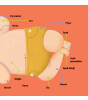 Megakids Yayıncılık Baby Britannica: Vücudumuz