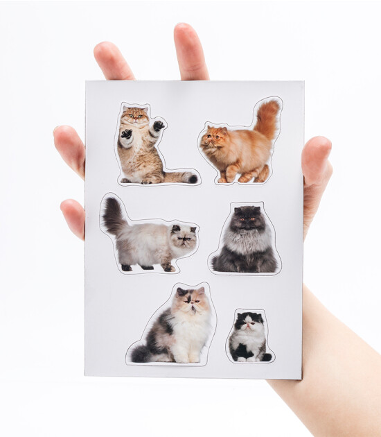 Mustard Magnet Set // Cat