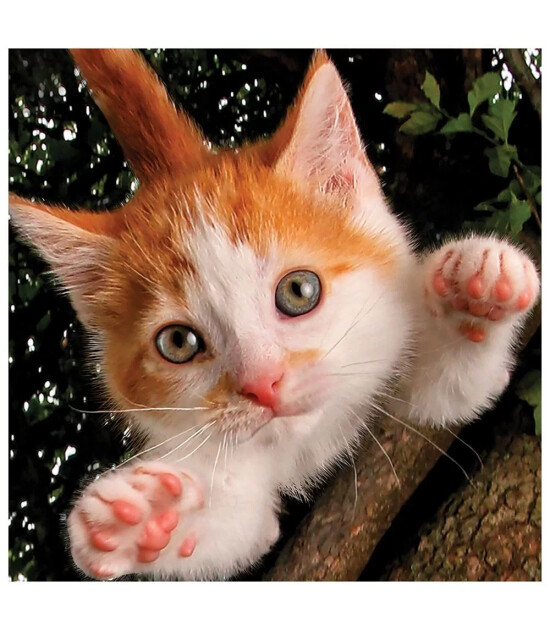 Prime 3D Puzzle 100 Par&ccedil;a // Kedi Pen&ccedil;esii