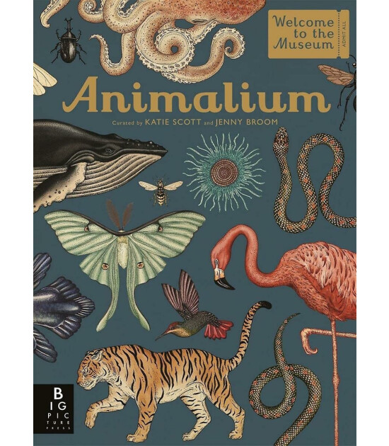 Templar Publishing Animalium