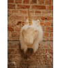 Wild & Soft Duvar Aksesuarı // Unicorn Fay