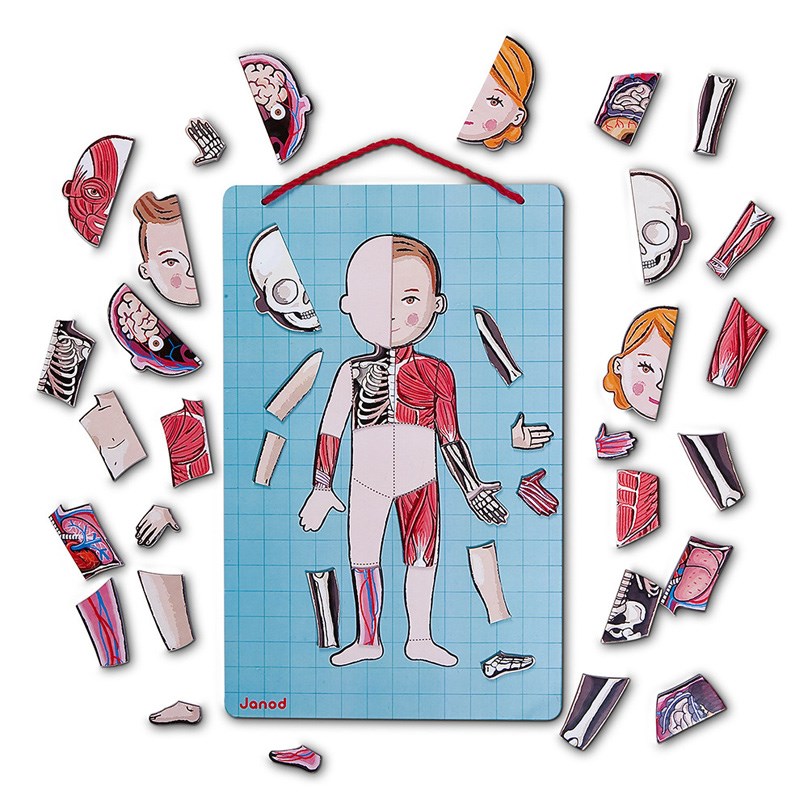 Janod  Mıknatıslı Oyun Vücudumuzu Tanıyalım