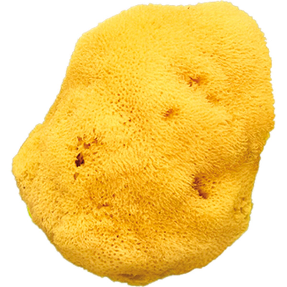 OkBaby İnce Dokulu Doğal Banyo Süngeri // Büyük