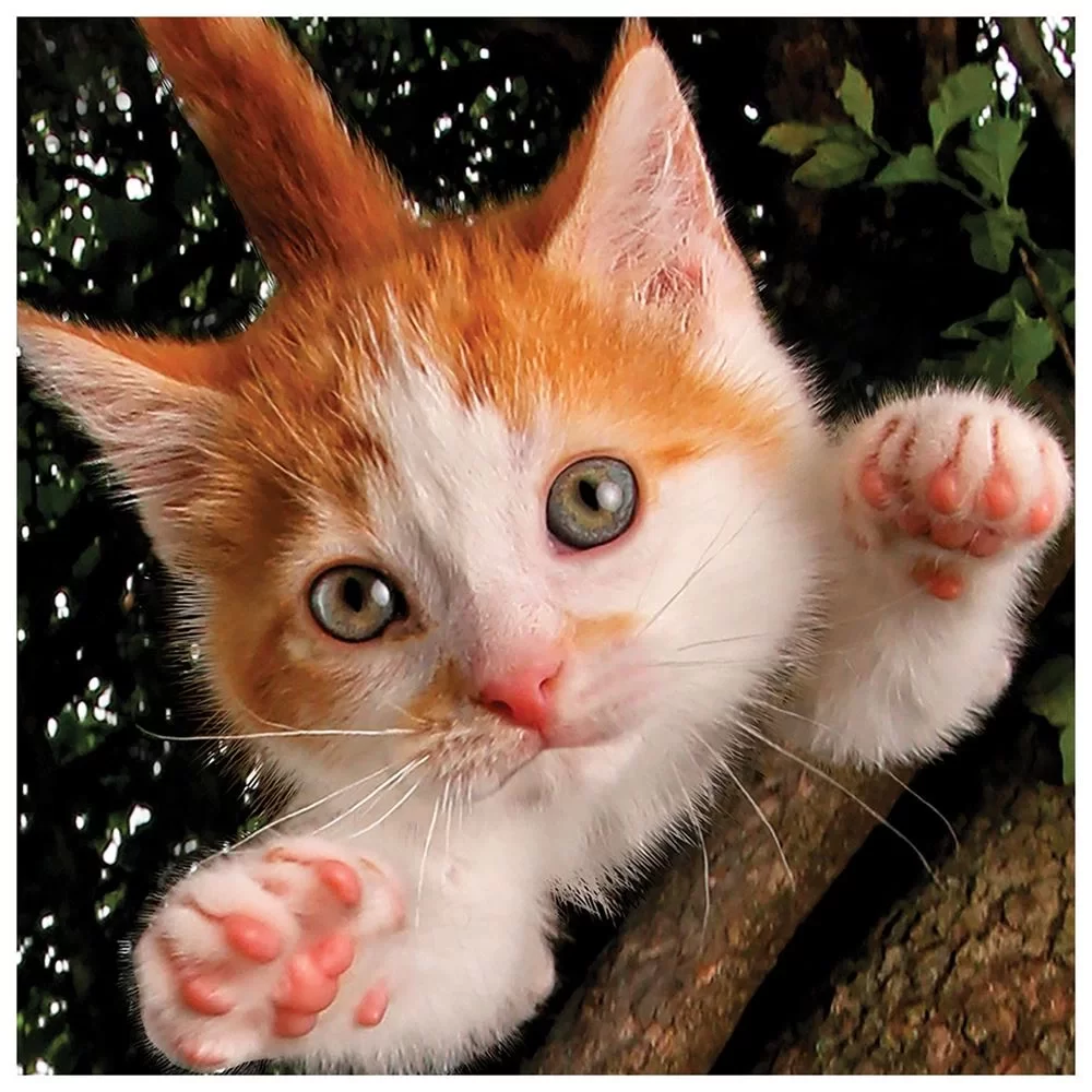 Prime 3D Puzzle 100 Par&ccedil;a // Kedi Pen&ccedil;esii